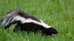 Sweet skunk